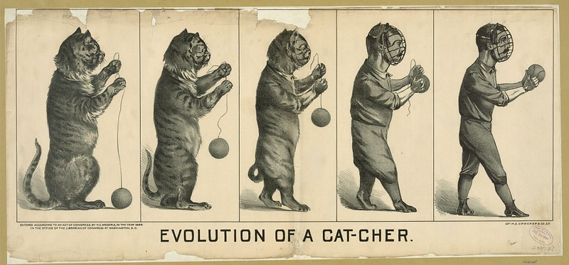Illustration for article titled The Library Of Congress would like to share a selection of free cat images with you